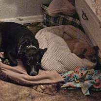 Thumbnail photo of Emmy (Ember) #2