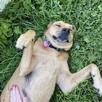 Thumbnail photo of Lily #1