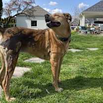 Thumbnail photo of Lily #3