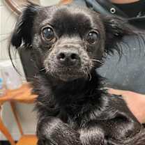 Thumbnail photo of Ash #1