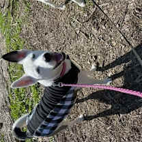 Thumbnail photo of Mollie #3