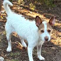 Thumbnail photo of Toby #1