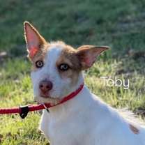 Thumbnail photo of Toby #2
