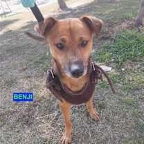 Thumbnail photo of BENJI #1