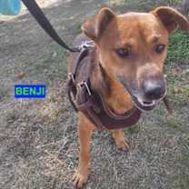 Thumbnail photo of BENJI #2