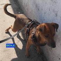 Thumbnail photo of BENJI #3
