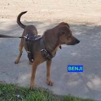 Thumbnail photo of BENJI #4