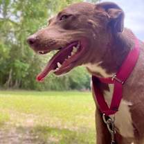 Thumbnail photo of Sari #2