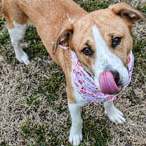 Thumbnail photo of Ivy #2