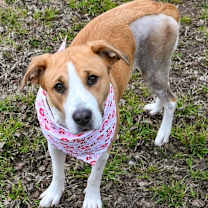 Thumbnail photo of Ivy #4