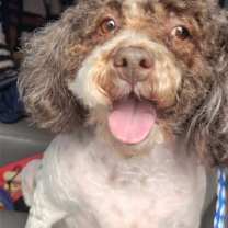 Thumbnail photo of Sasha #1