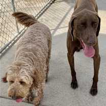 Thumbnail photo of Bruno #4