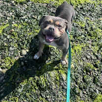 Thumbnail photo of Biggie #1