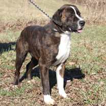 Thumbnail photo of Duke (Neutered) #2