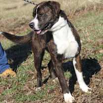 Thumbnail photo of Duke (Neutered) #3
