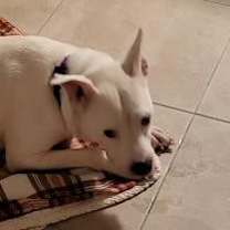 Thumbnail photo of Baby Girl #4