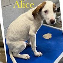 Thumbnail photo of Alice #2