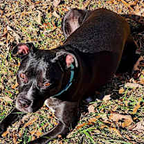 Thumbnail photo of Blaise #3