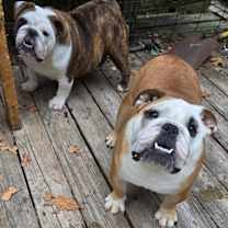 Thumbnail photo of Shortbread #1