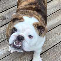 Thumbnail photo of Shortbread #2