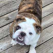 Thumbnail photo of Shortbread #3