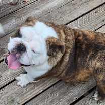 Thumbnail photo of Shortbread #4