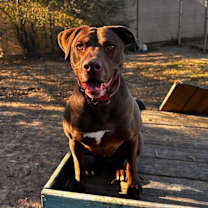 Thumbnail photo of HATTIE #1