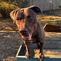 Thumbnail photo of HATTIE #2
