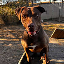 Thumbnail photo of HATTIE #3