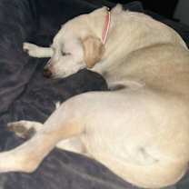 Thumbnail photo of Macy (aka Maccabee) #2