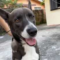 Thumbnail photo of Ozzie #1