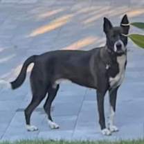 Thumbnail photo of Ozzie #2