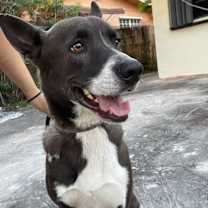 Thumbnail photo of Ozzie #3