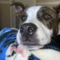 Thumbnail photo of Bailee #1