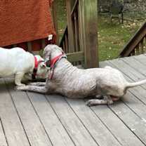 Thumbnail photo of Jax #3