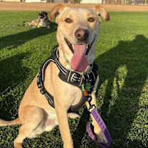 Thumbnail photo of Blaze #2