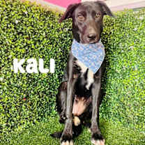 Thumbnail photo of Kali #1