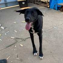 Thumbnail photo of Kali #2