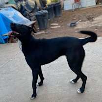 Thumbnail photo of Kali #3