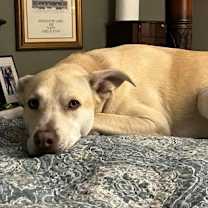 Thumbnail photo of Dunkin #2