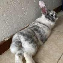 Thumbnail photo of Richie #1