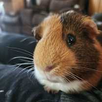 Thumbnail photo of Walter #1