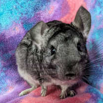 Thumbnail photo of Lovey #1