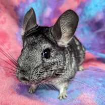 Thumbnail photo of Lovey #2