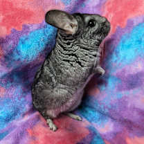 Thumbnail photo of Lovey #3
