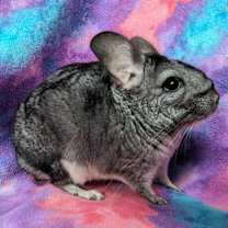Thumbnail photo of Lovey #4