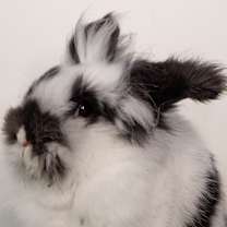 Thumbnail photo of President Boops #1