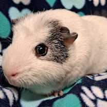 Thumbnail photo of Quark #1