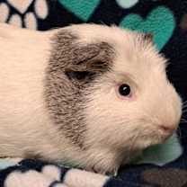 Thumbnail photo of Quark #2