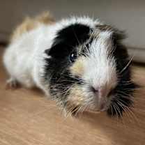 Thumbnail photo of Marsh and Mallow GUINEA PIGS #1